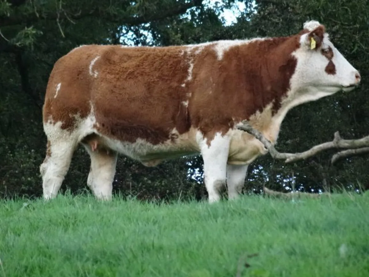 heifers - Image 1
