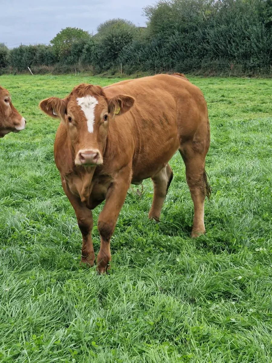 Heifers - Image 3