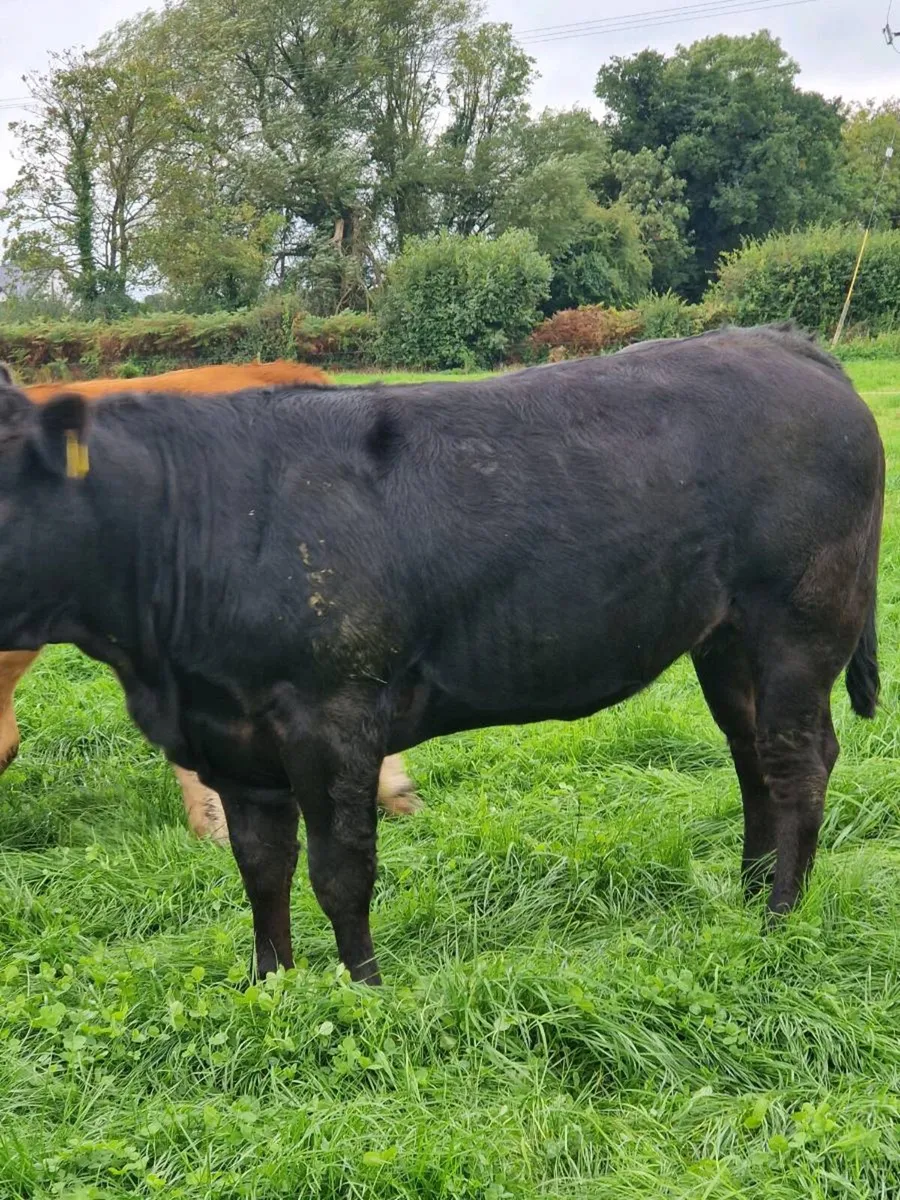 Heifers - Image 4