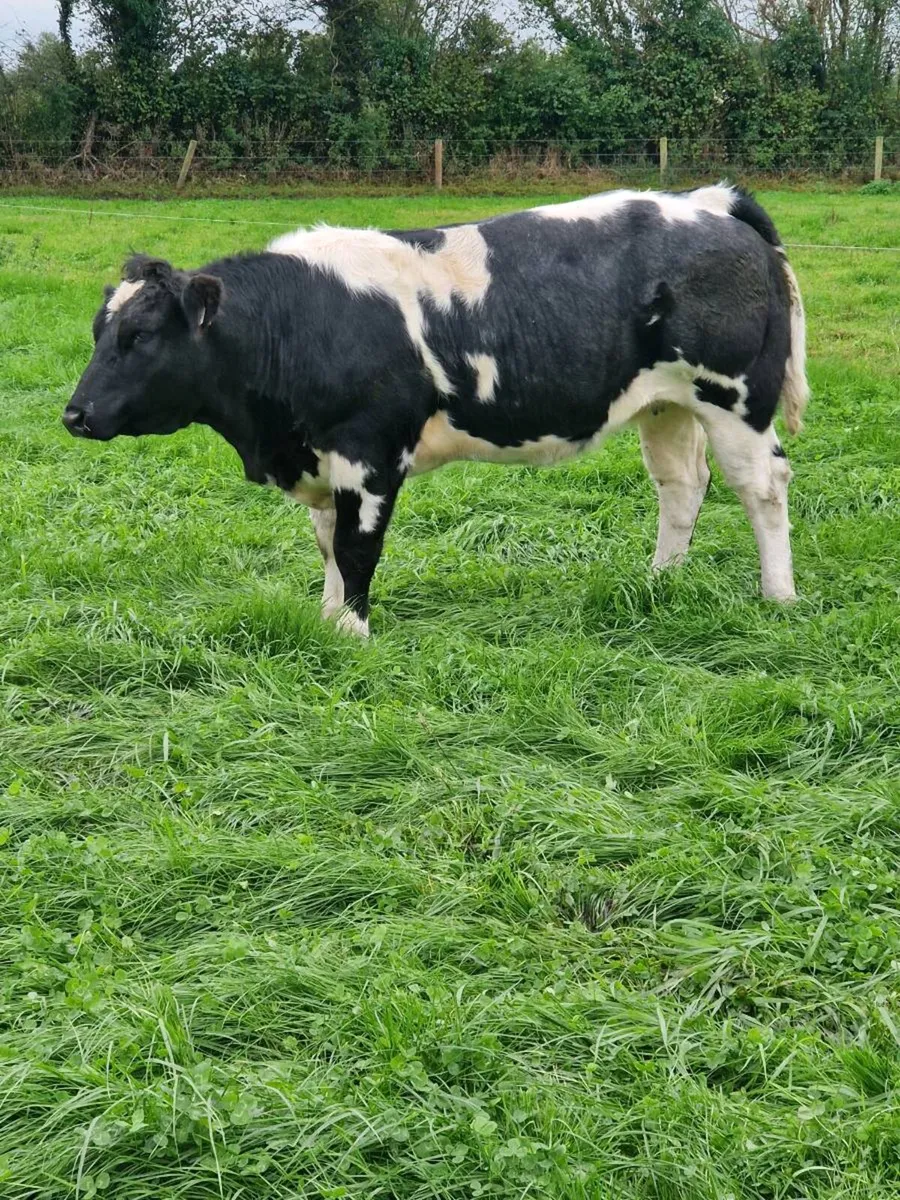 Heifers - Image 1