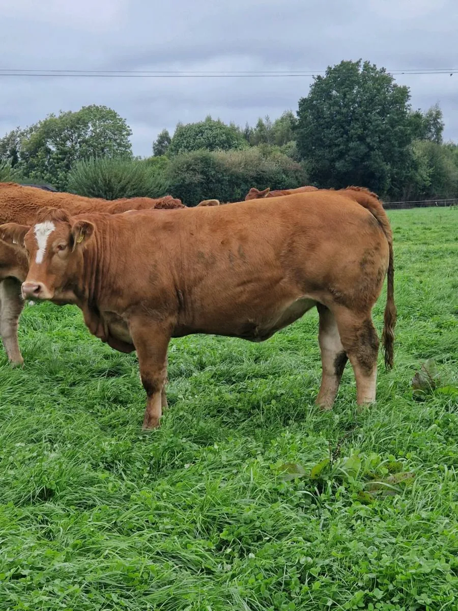 Heifers - Image 2