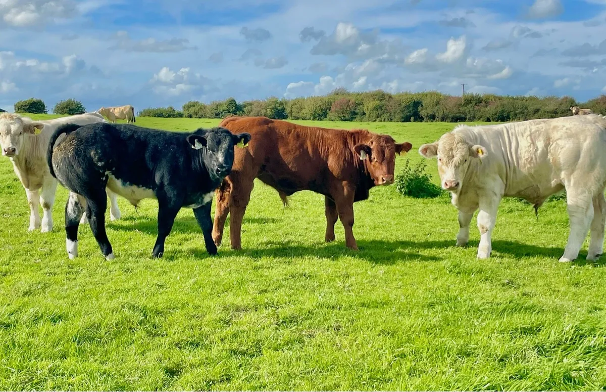 Bull Weanlings - Image 1