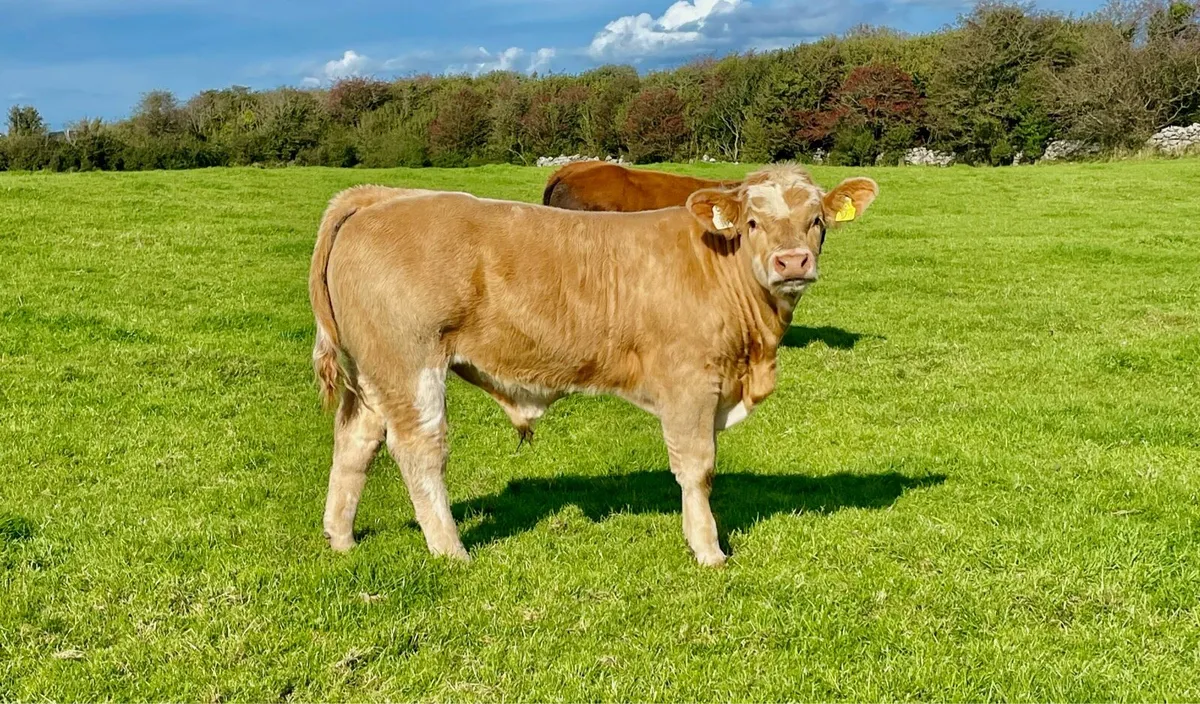 Bull Weanlings - Image 2