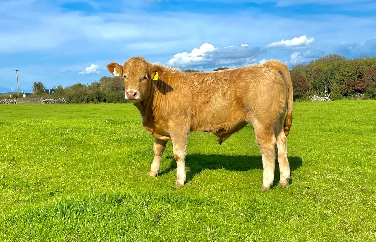 Bull Weanlings - Image 3