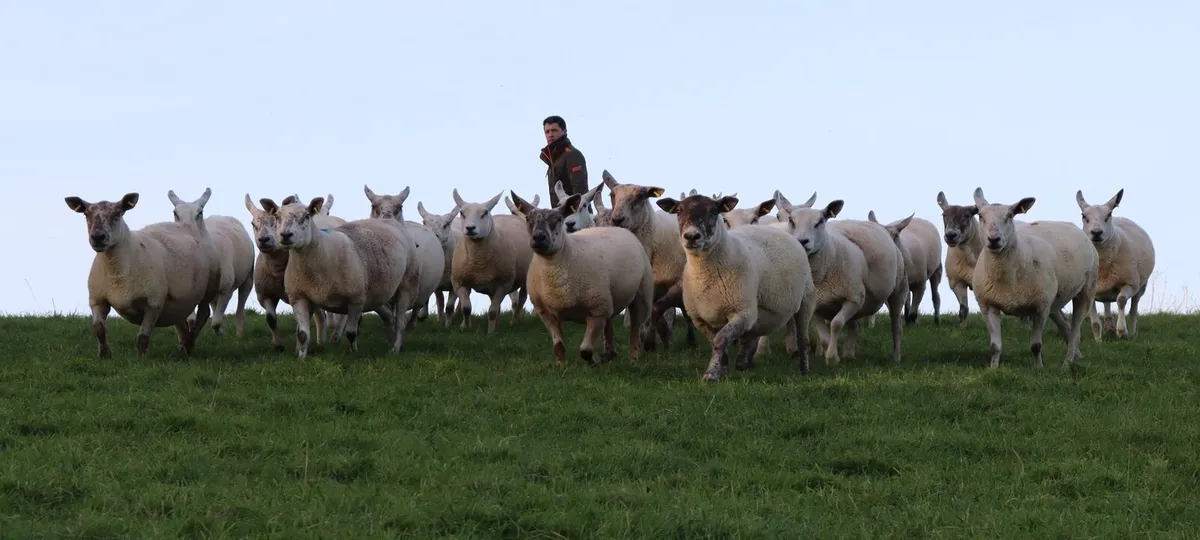 Breeding Ewes Stranorlar Mart - Image 1