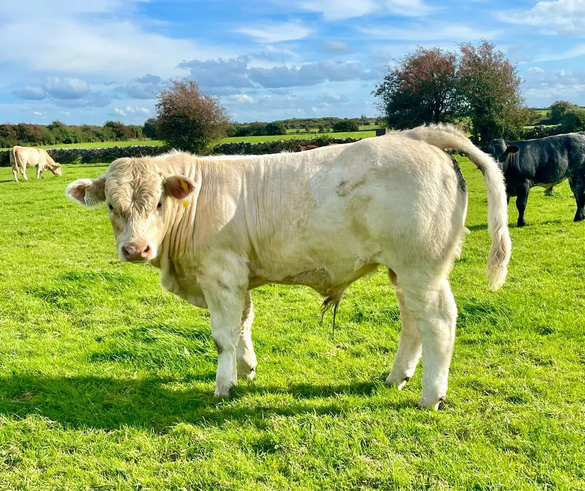 Bull Weanlings - Image 4
