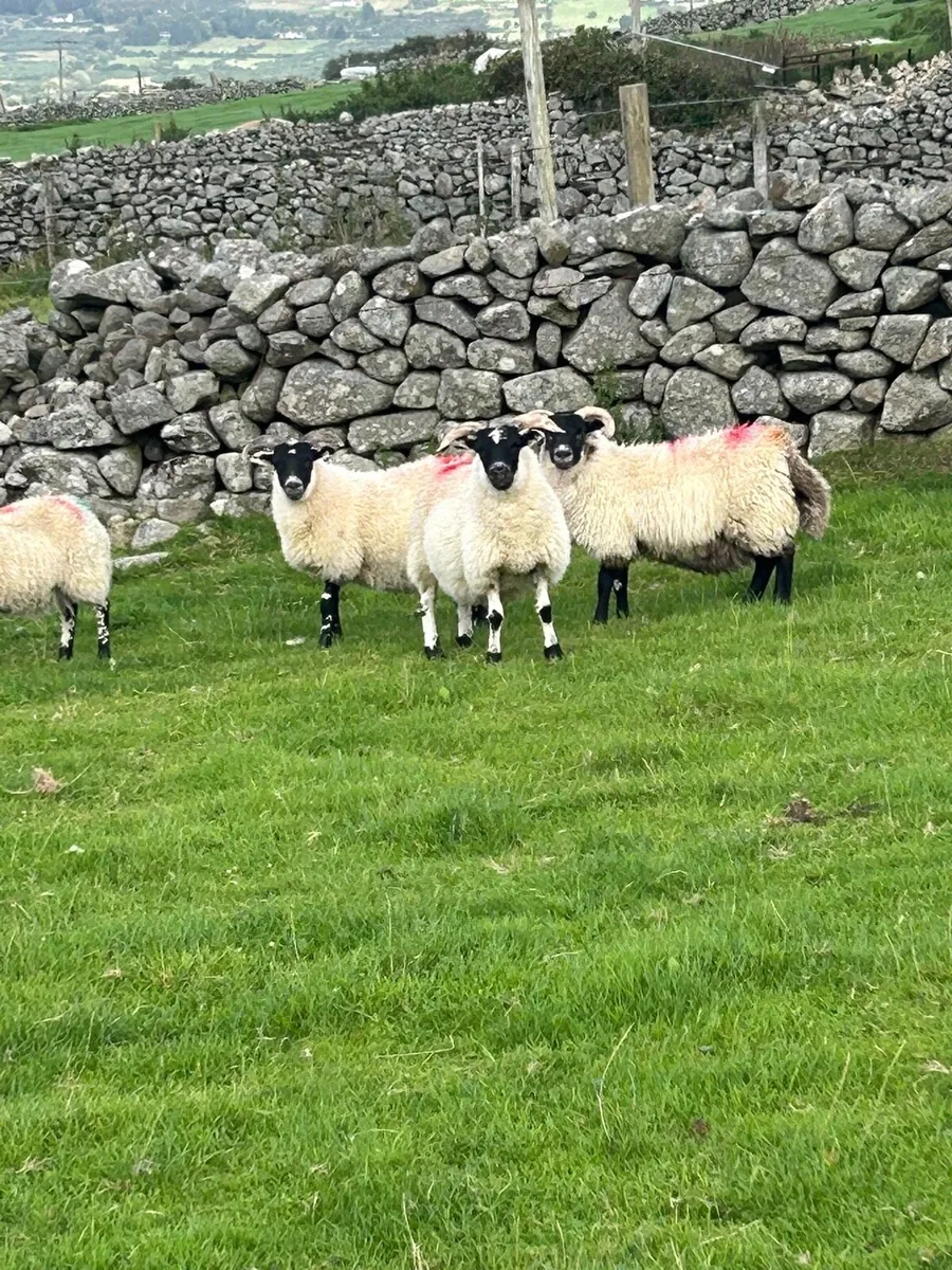10 Lanark Ewe Lambs - Image 3