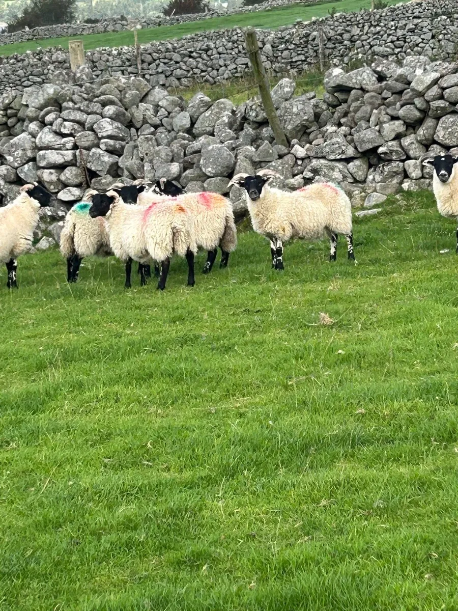10 Lanark Ewe Lambs - Image 4