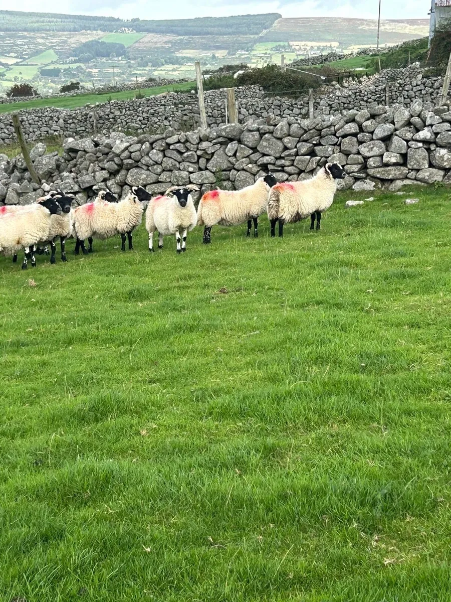 10 Lanark Ewe Lambs - Image 1