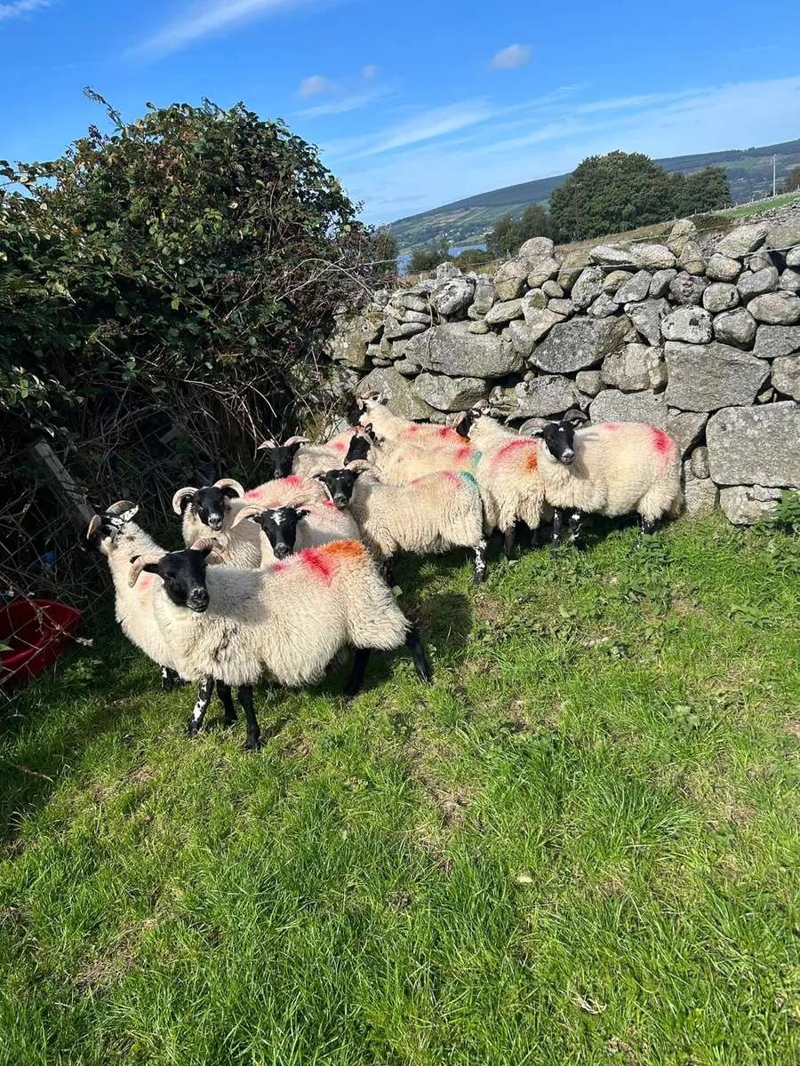 10 Lanark Ewe Lambs - Image 2