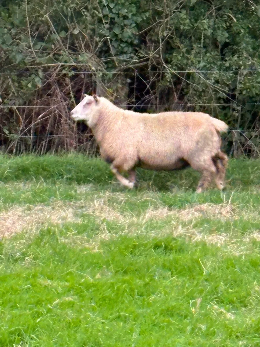 Rams - Image 1