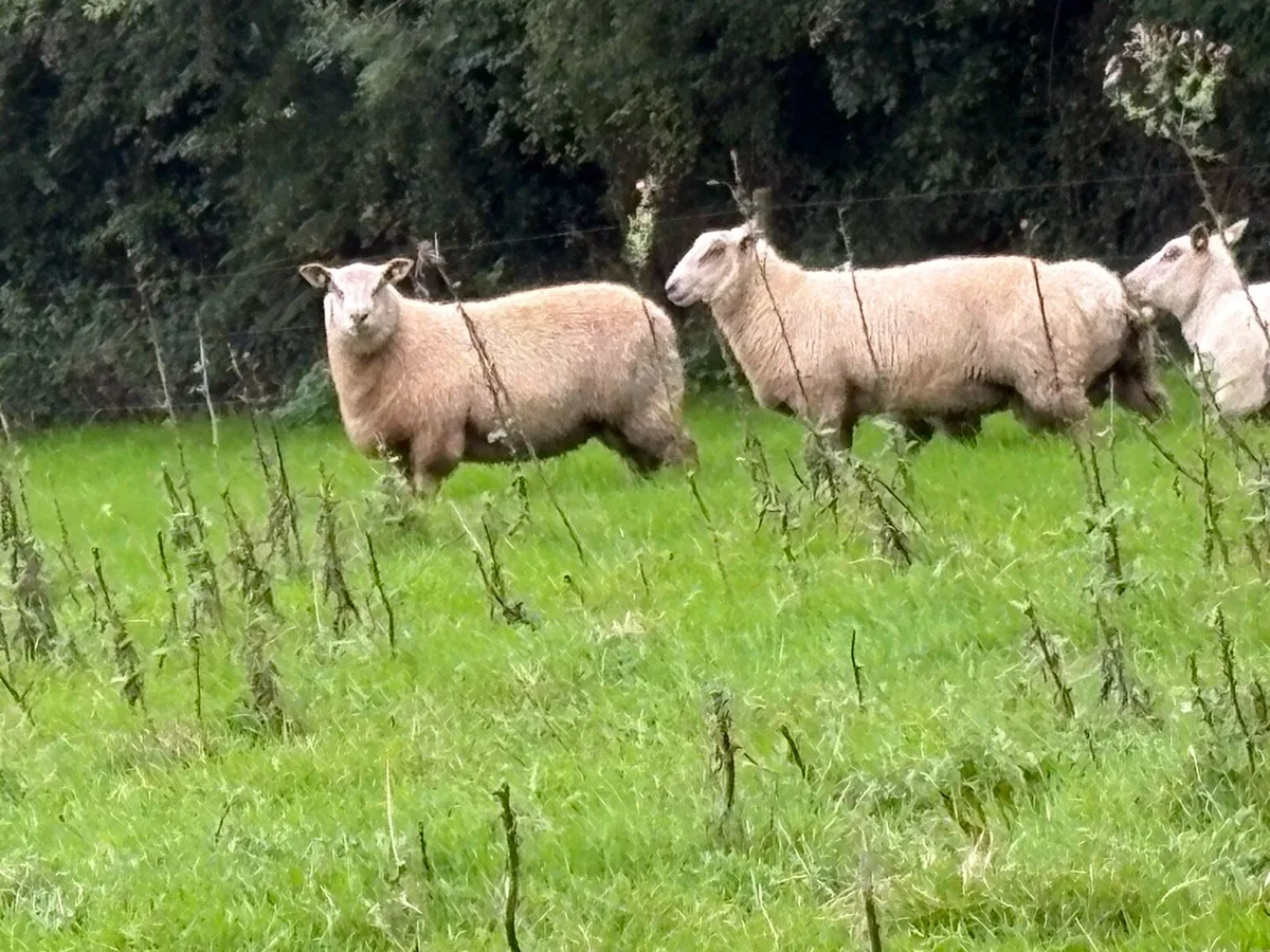Rams - Image 2