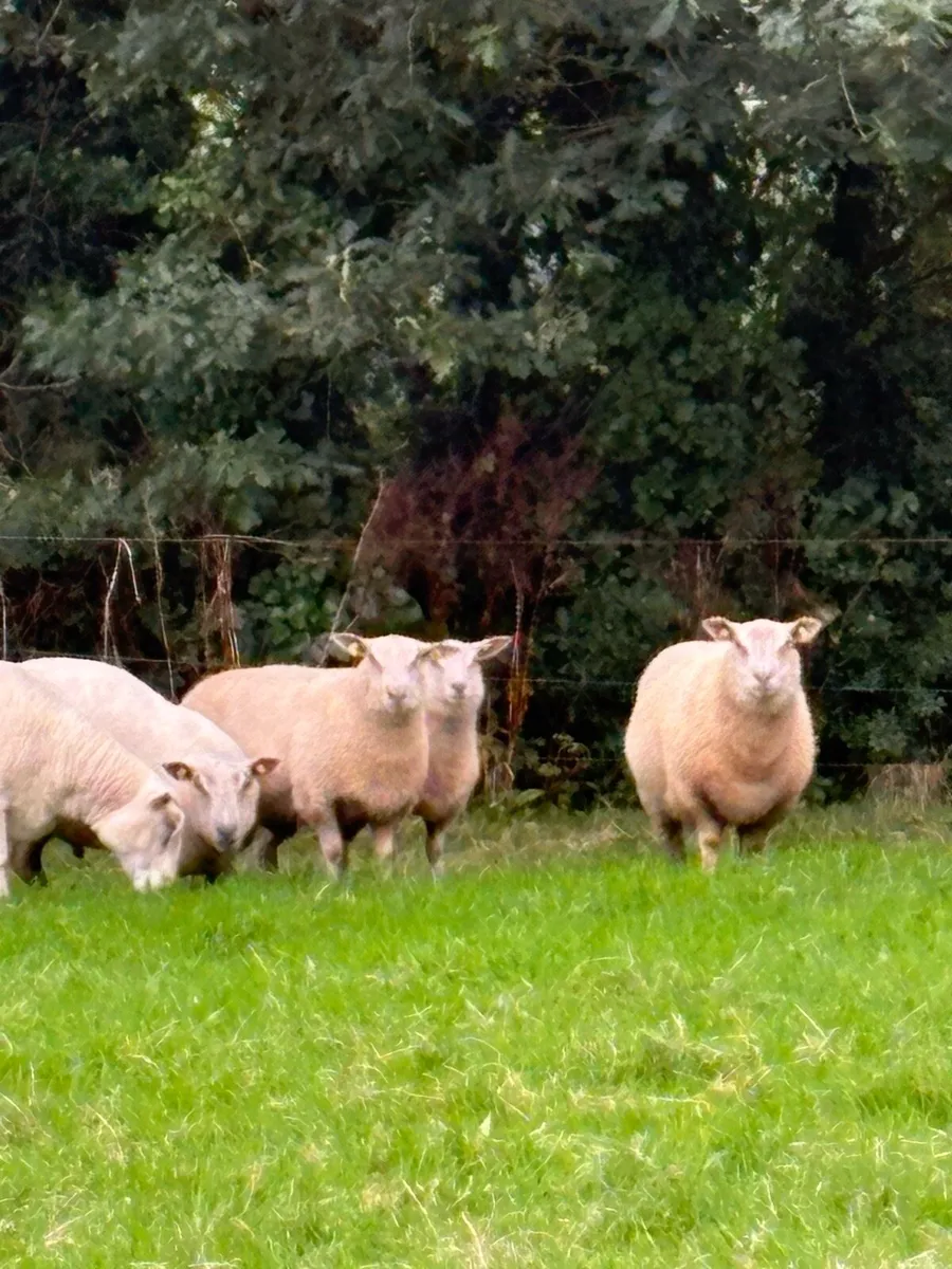 Rams - Image 3