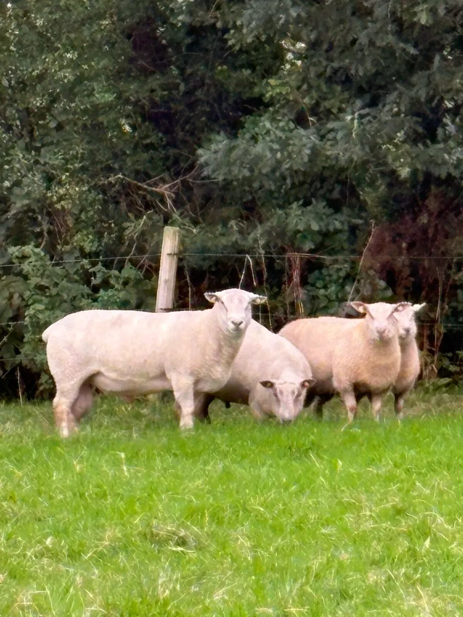Rams - Image 4