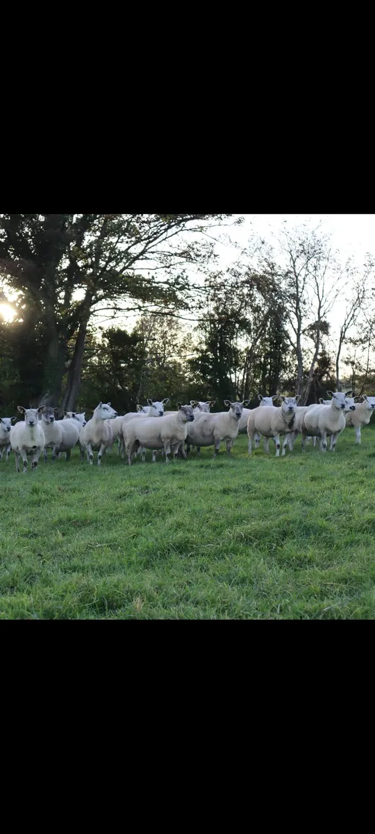 Breeding Ewes Stranorlar Mart - Image 2