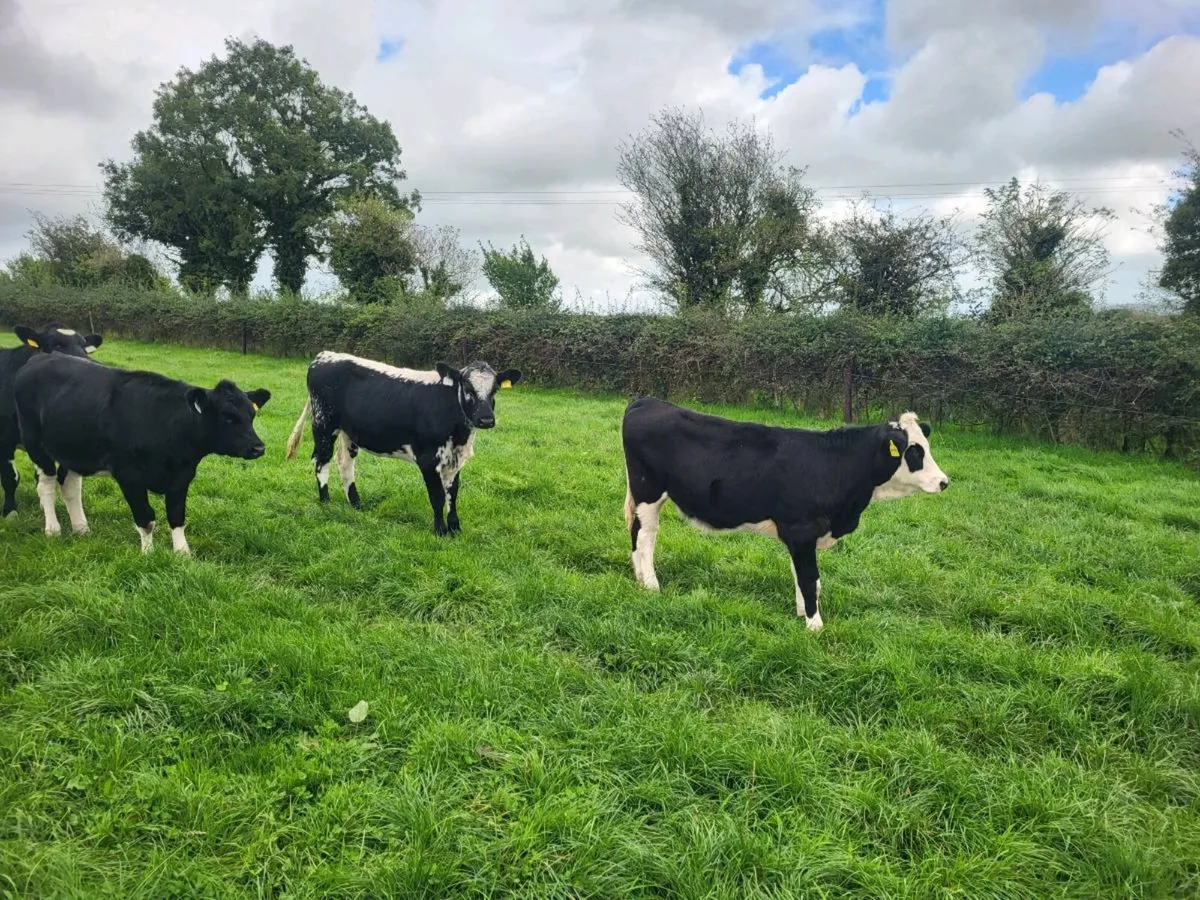 Speckled park heifers - Image 2