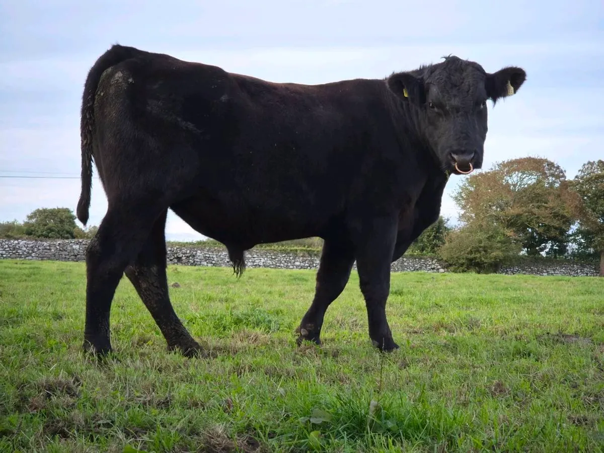 Pedigree Aberdeen Angus Bull - Image 1