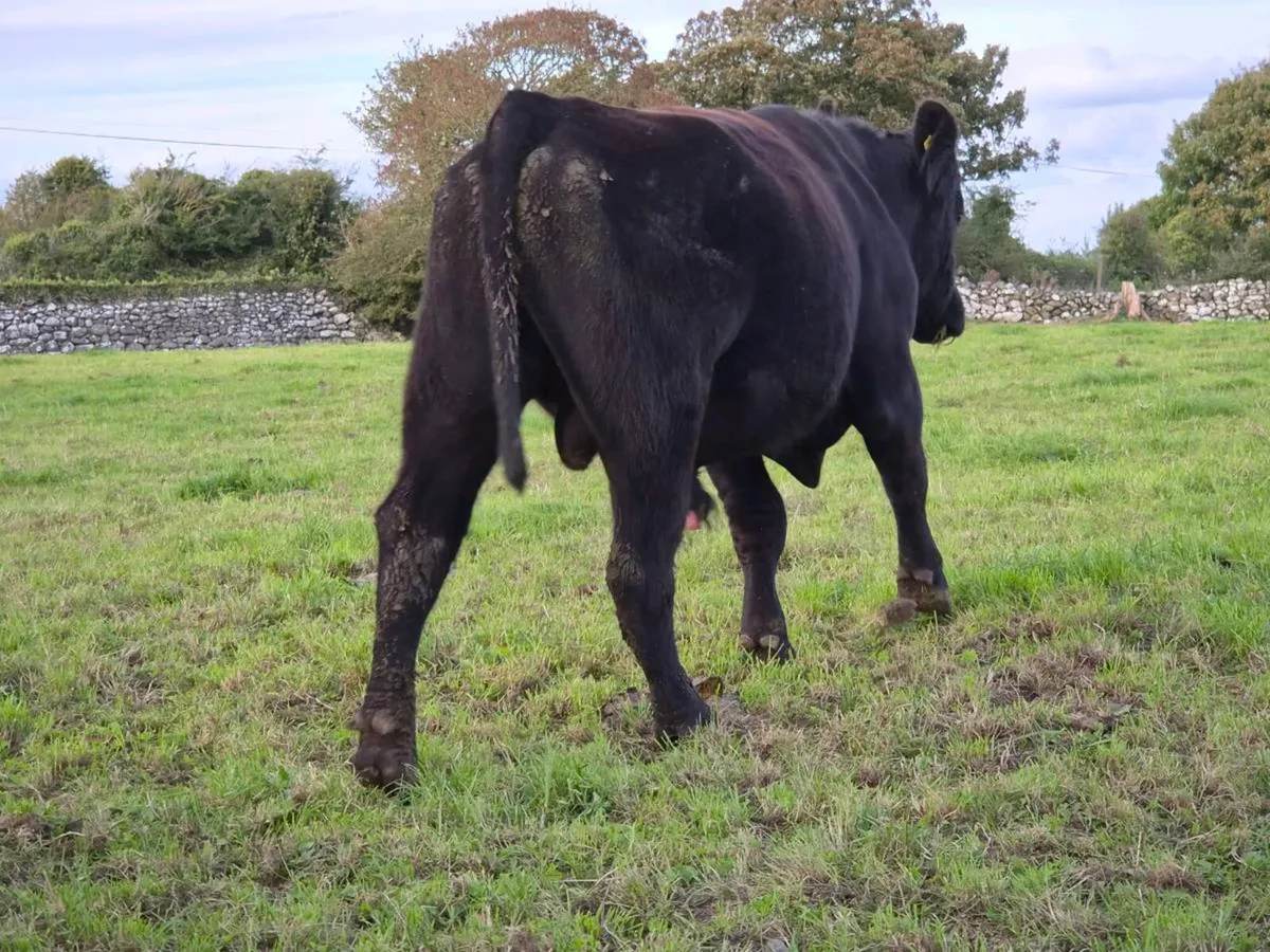 Pedigree Aberdeen Angus Bull - Image 2