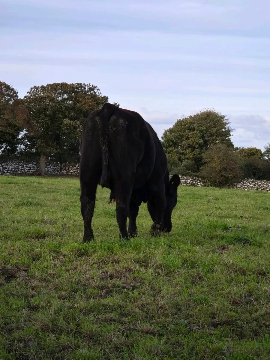 Pedigree Aberdeen Angus Bull - Image 3