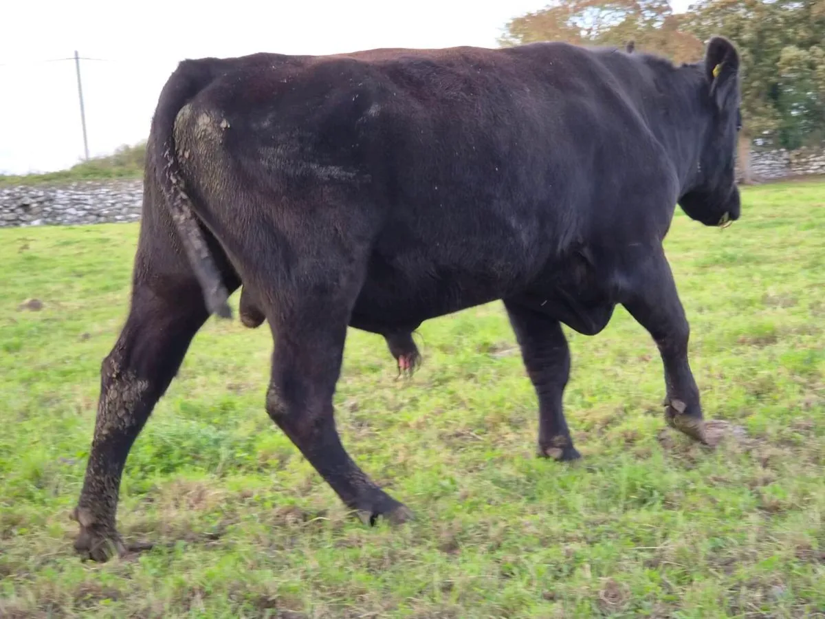 Pedigree Aberdeen Angus Bull - Image 4