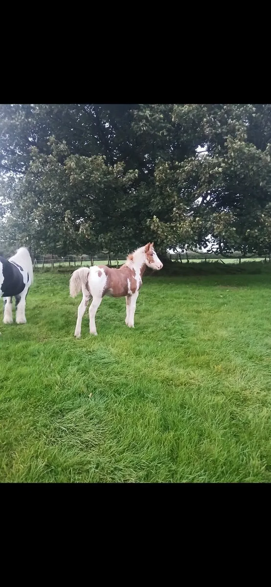 Filly Foal - Image 3