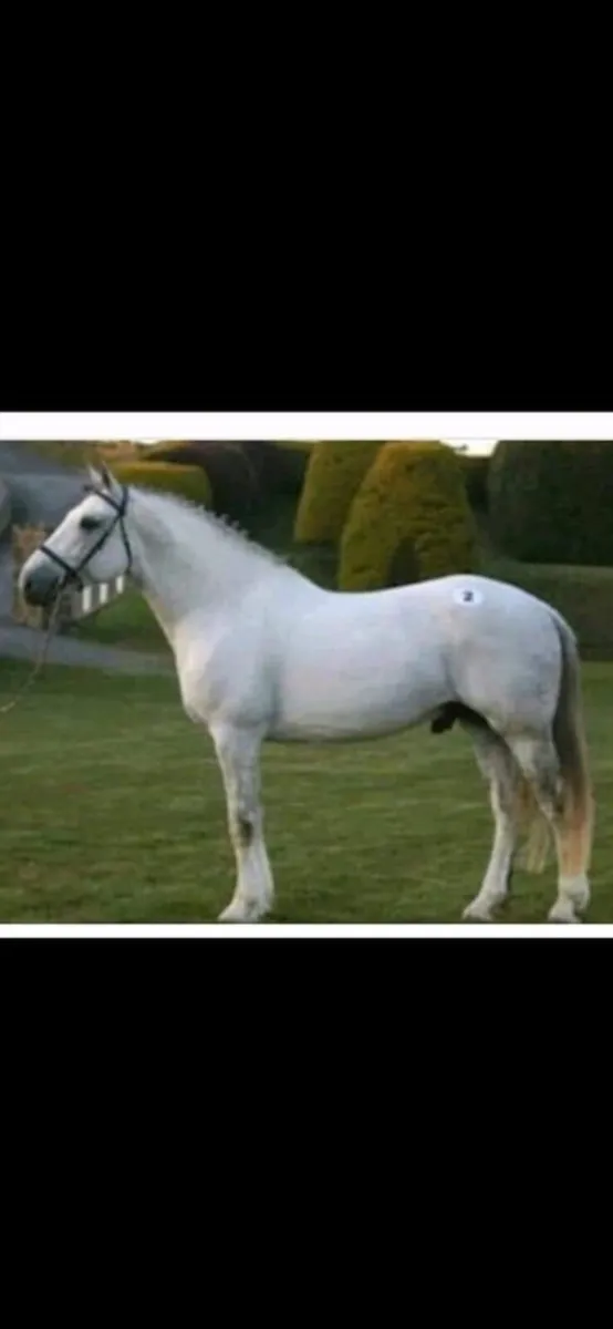 Filly Foal - Image 4