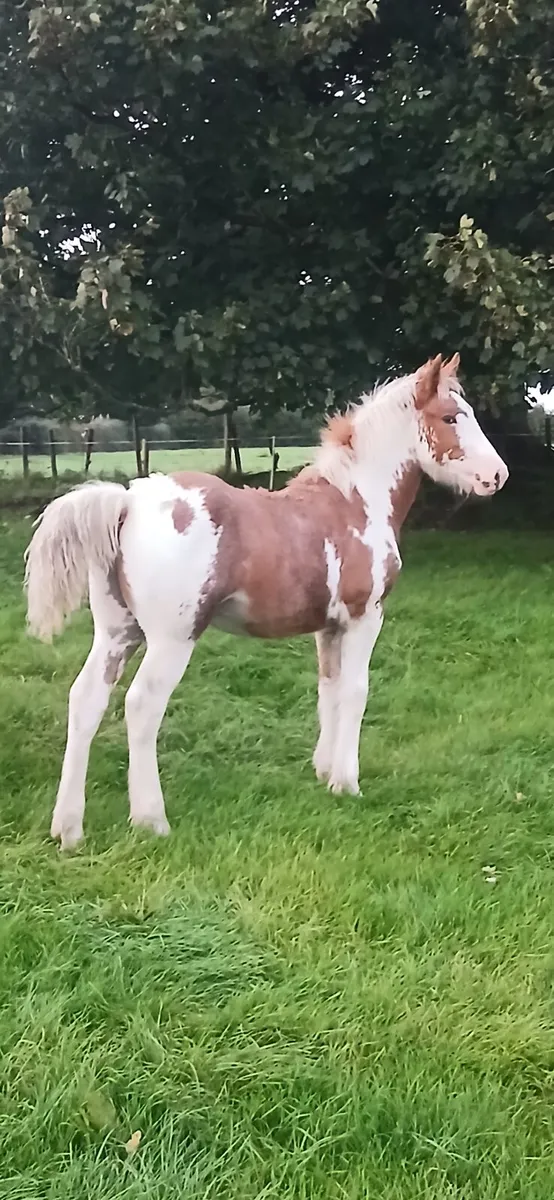 Filly Foal - Image 1