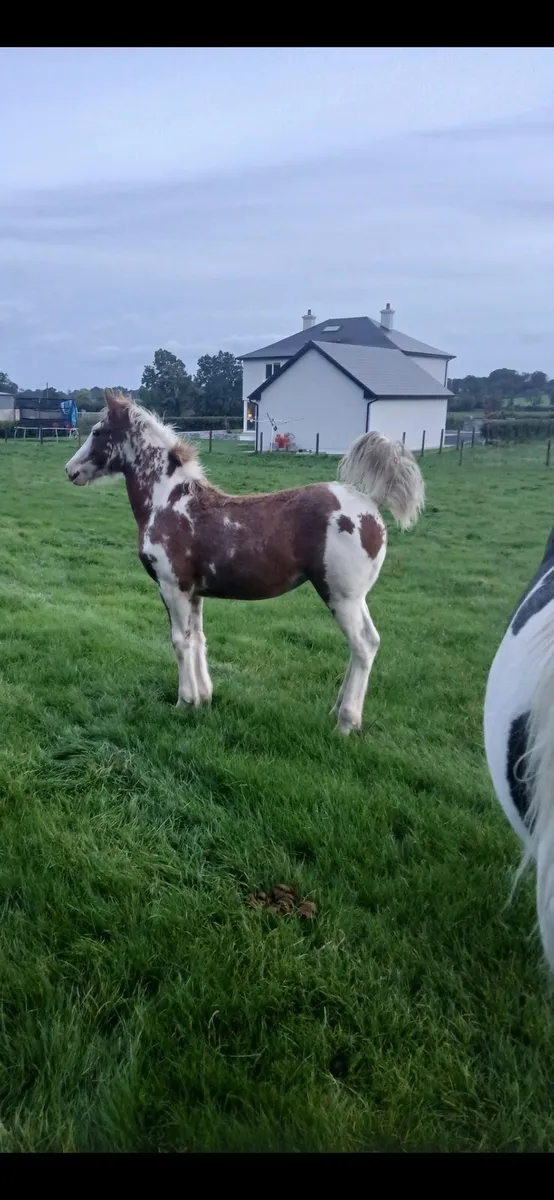 Filly Foal - Image 2