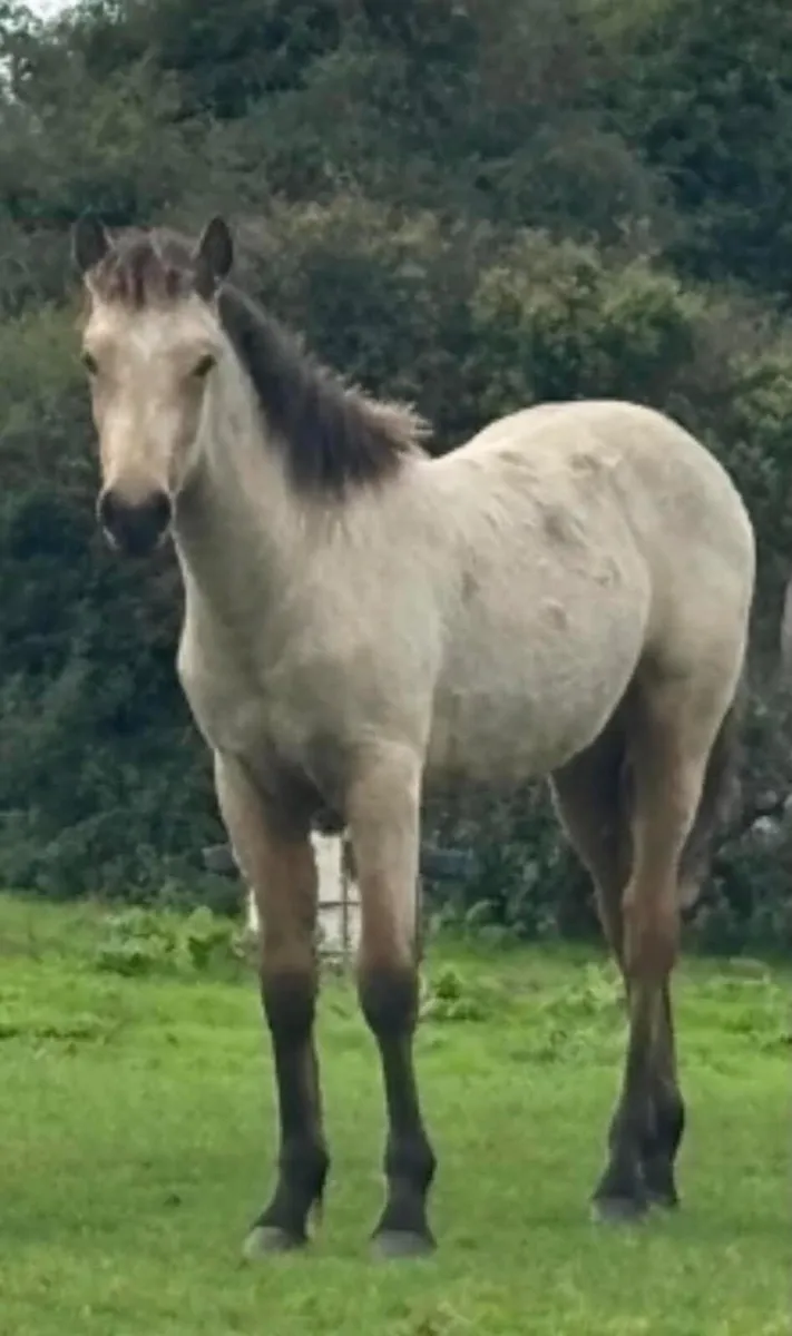 3 Connemara Filly Foals - Image 2