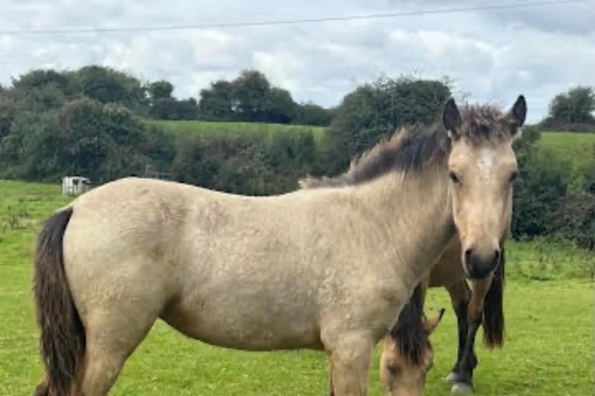 3 Connemara Filly Foals - Image 1