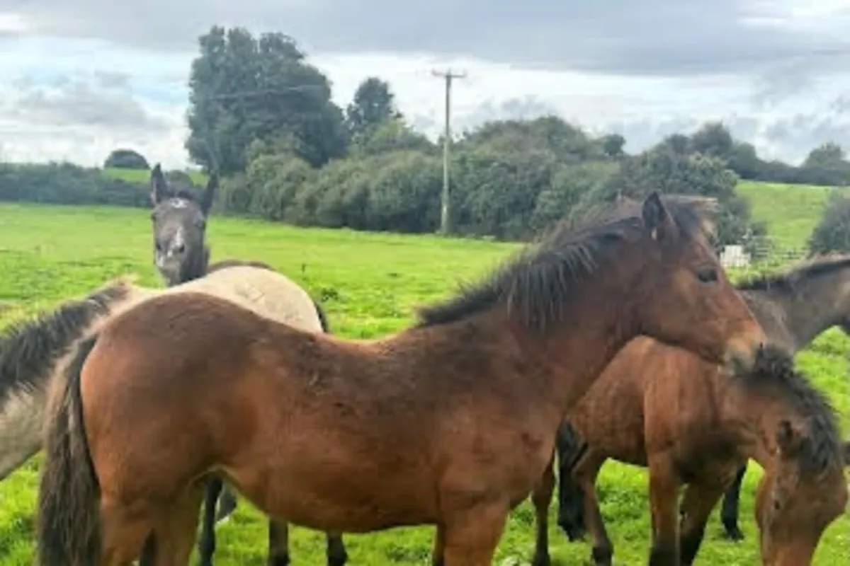 3 Connemara Filly Foals - Image 3