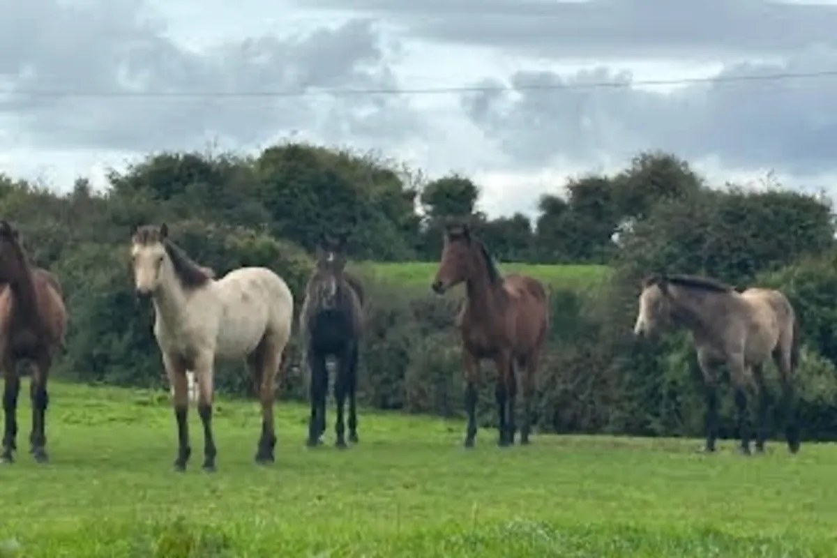 3 Connemara Filly Foals - Image 4