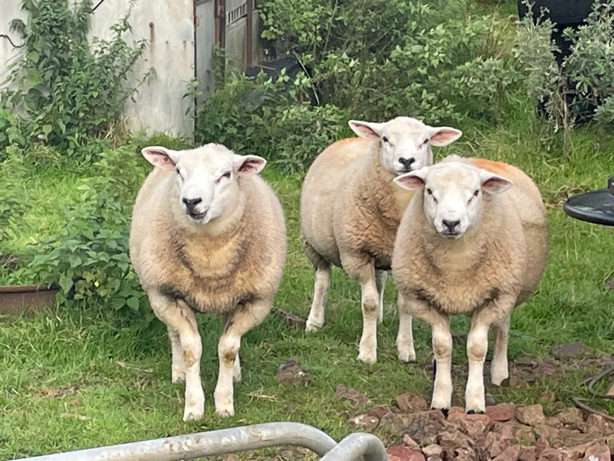 Chartex ram lambs - Image 2