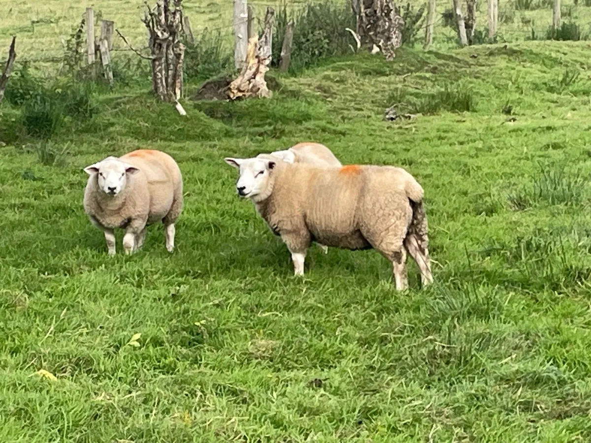 Chartex ram lambs - Image 3