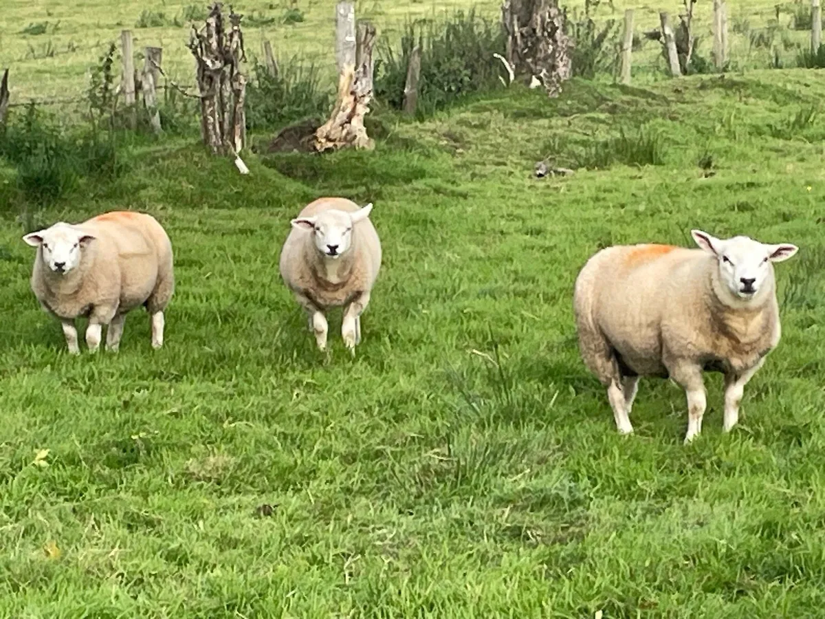 Chartex ram lambs - Image 4