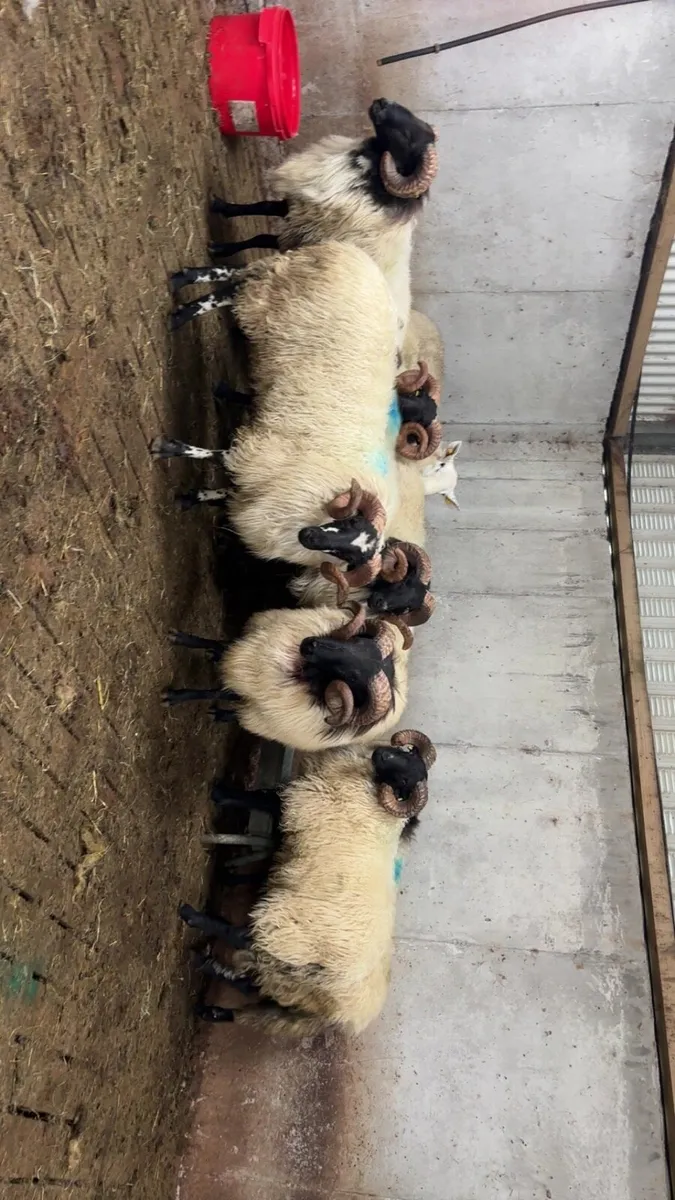 Mountain rams - Image 1