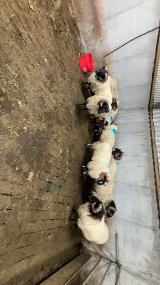 Mountain rams - Image 2