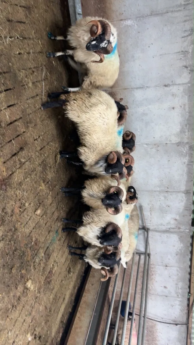 Mountain rams - Image 4