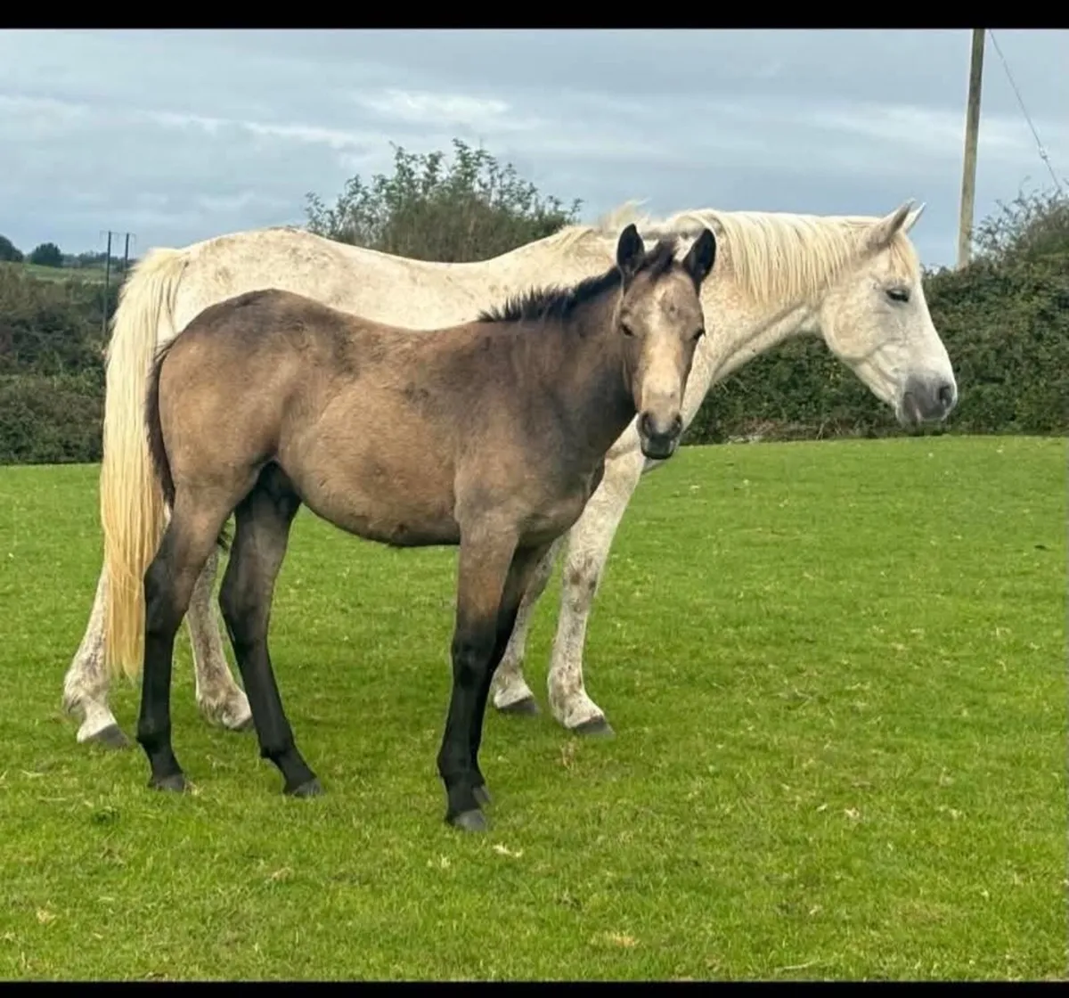 2 Connemara Colt Foals - Image 1