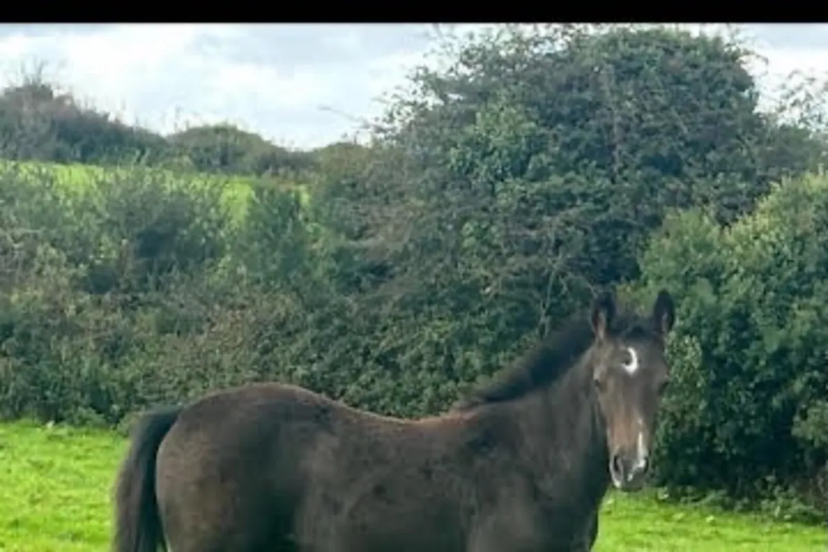 2 Connemara Colt Foals - Image 3