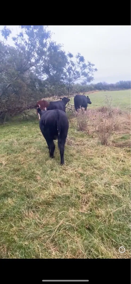 Heifers - Image 2