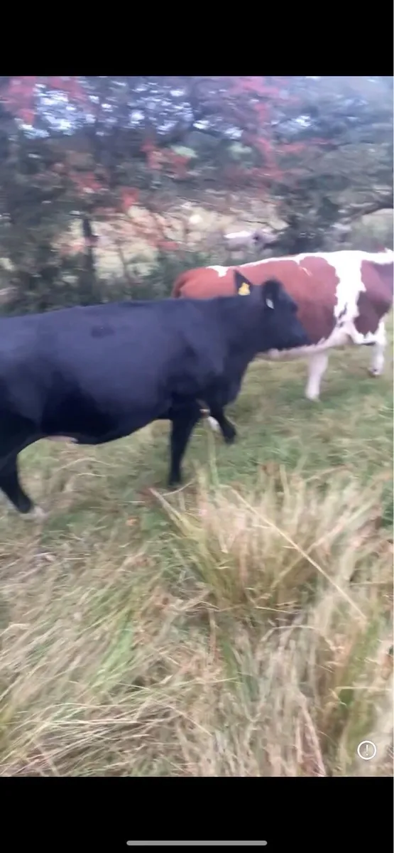 Heifers - Image 3