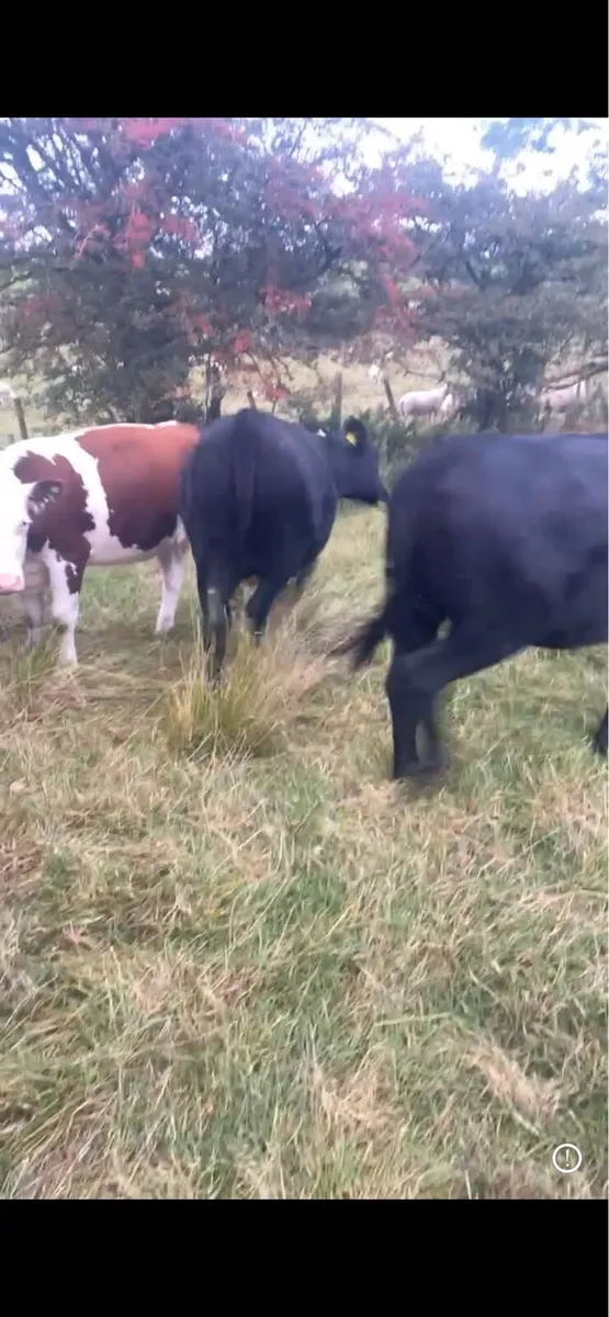Heifers - Image 4