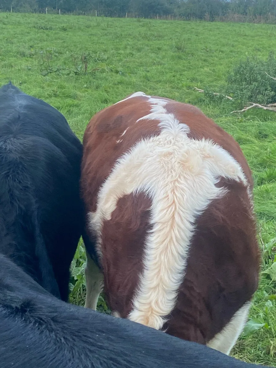Heifers - Image 1