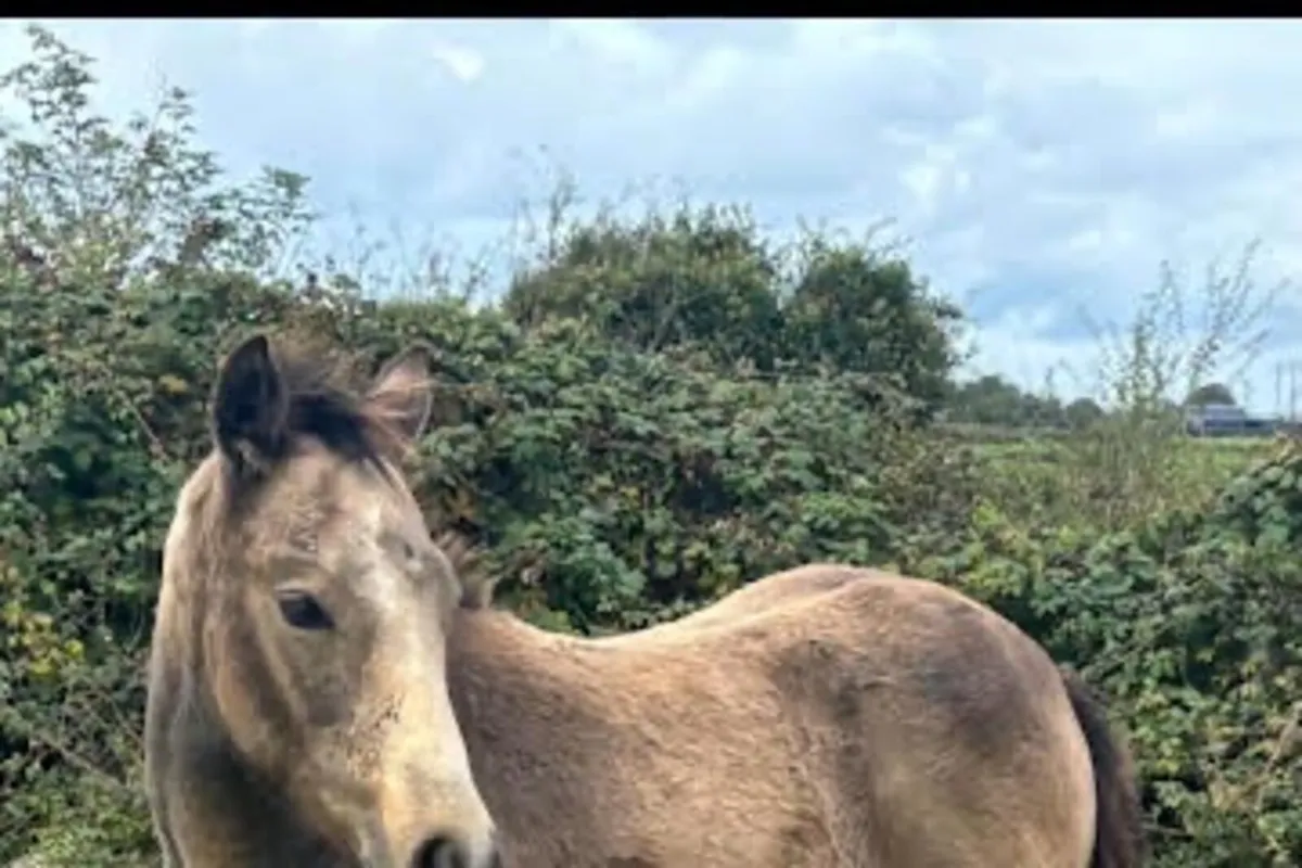 2 Connemara Colt Foals - Image 4