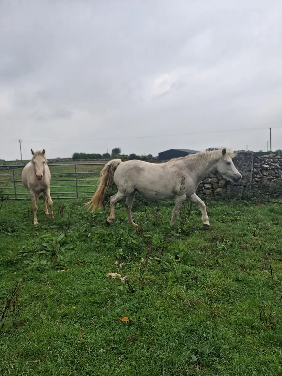 Foal - Image 1