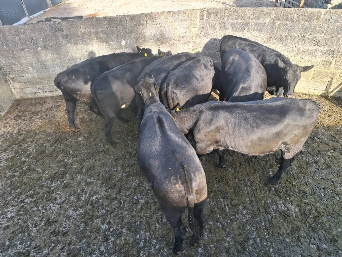 8 angus heifers - Image 3