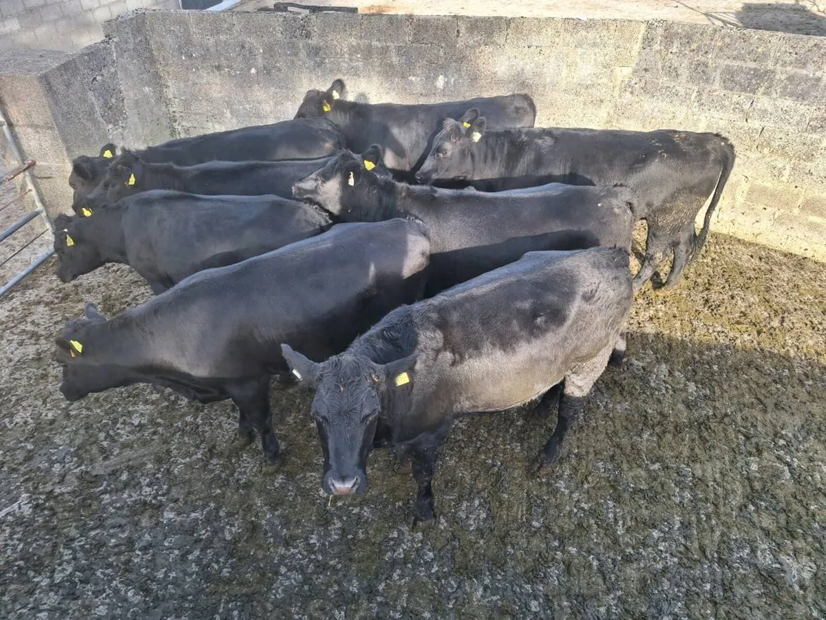 8 angus heifers - Image 4