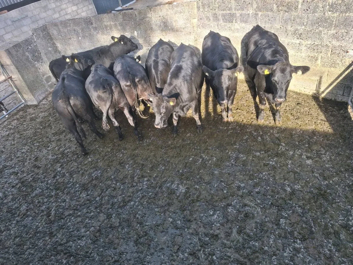 8 angus heifers - Image 1