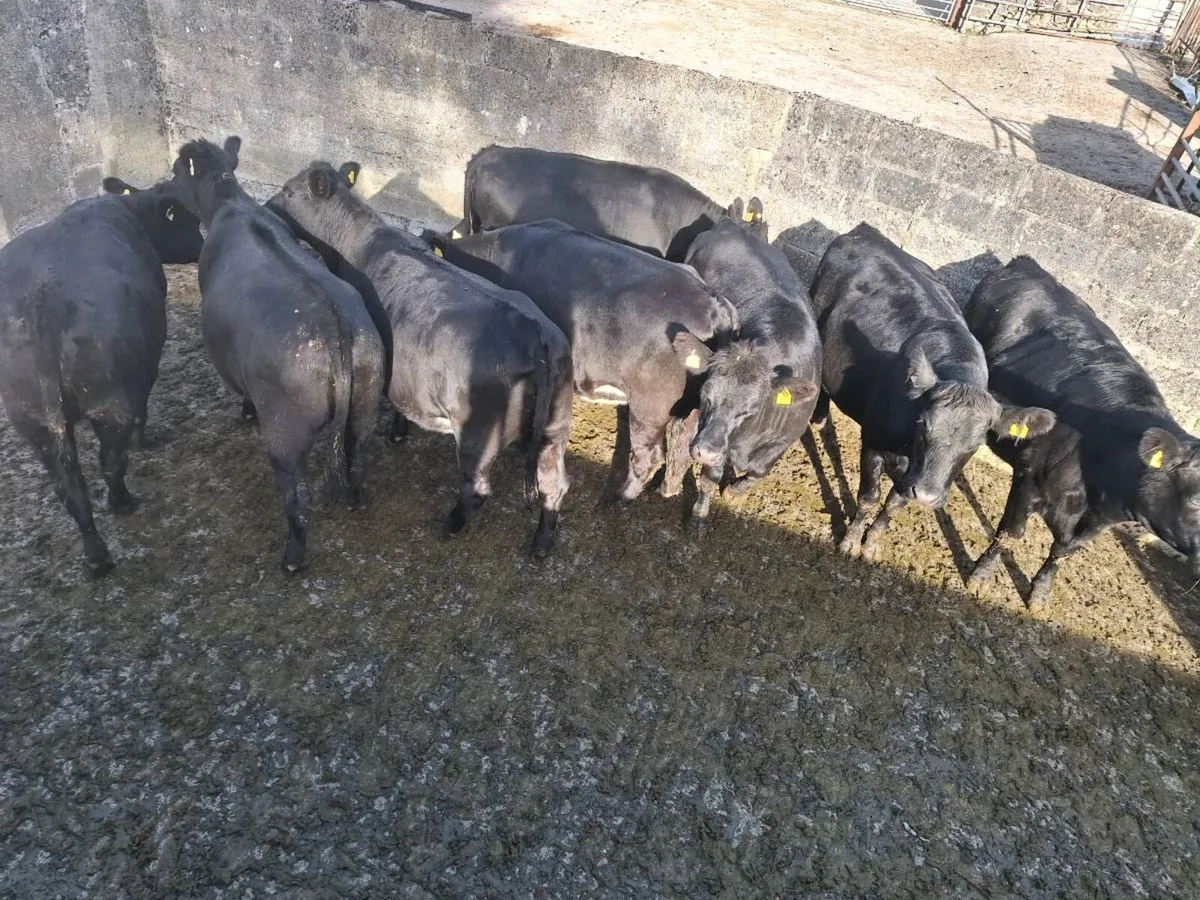 8 angus heifers - Image 2